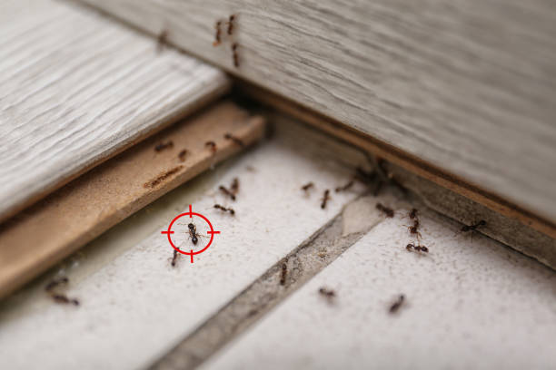 Best Exterminator Services  in Hillside Lake, NY