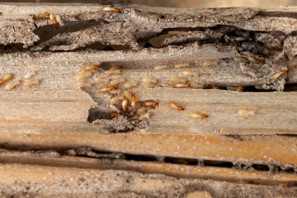 Best Cockroach Control Services  in Hillside Lake, NY